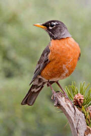 American Robin