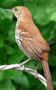 Brown Thrasher