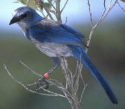 Florida Scrub-Jay