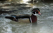 Wood Duck