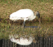 Wood Stork