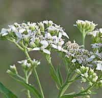 Frostweed (Verbesina virginica)